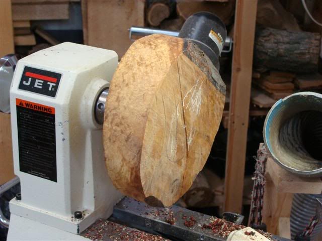 SpaltedHorseChestnutBlank.jpg