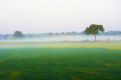 fog-meadow-morning-sunrise-trees-background-60288465.jpg